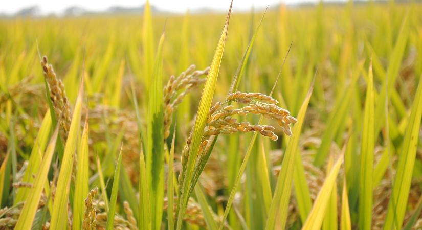 143 éve született a rizstermesztés agrotechnikájának kidolgozója