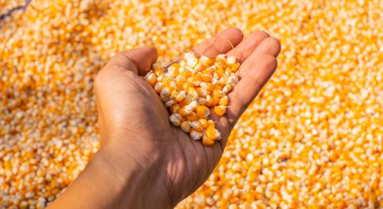 A lengyelek rákaptak az export ízére: drága a kukoricájuk