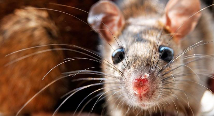 Modern megoldás a kártevők ellen Zalában: néhány kattintással megtudhatjuk, mit tegyünk