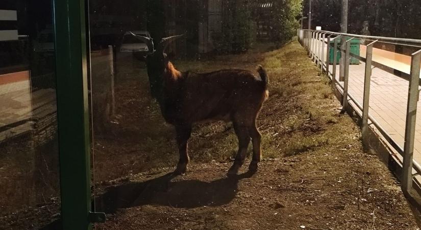 Szökött kecske borzolja a kedélyeket az egyik vasi vasúti megállóban - fotók