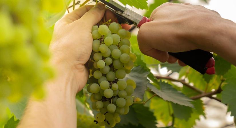 Micsoda fellépők! Színes szüretre készül Beremend