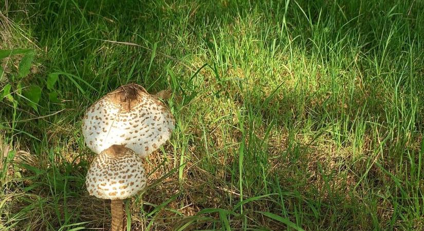 Gombaszedés: séta, csend és apró kincsek