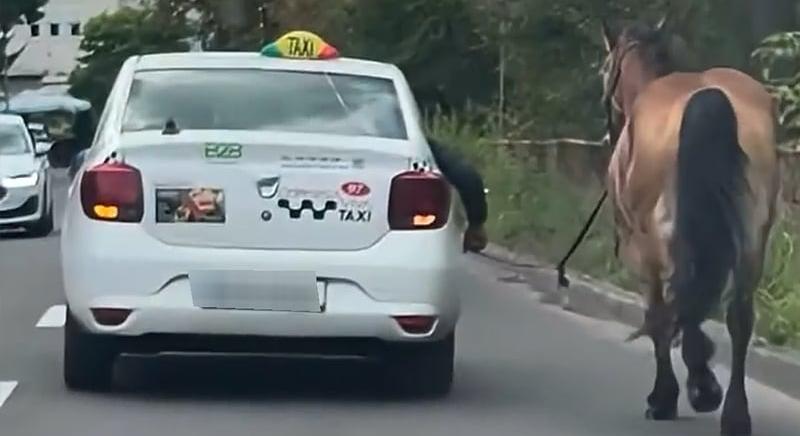 Nem tréfa: taxiból vezette paripáját a marosvásárhelyi lovas (VIDEÓ)