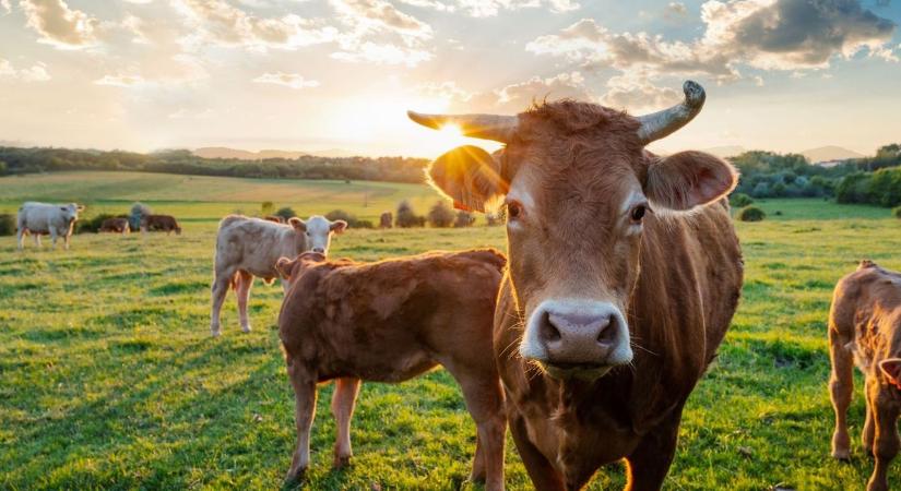 Ausztriában teljesen megvadultak a tehenek - újabb támadás történt