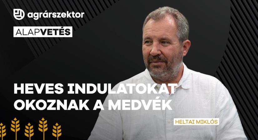 Heves indulatokat okoz a medvék felbukkanása itthon: mi lesz ennek a vége?