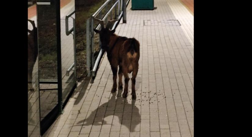 Kecske várja a vonatot a vasi falu állomásán: csak nem lekéste a hajnali ingázós járatot?