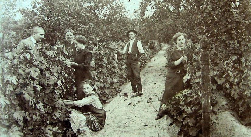 Retró galéria: régen is összehozta az embereket – így szüreteltünk évtizedekkel ezelőtt