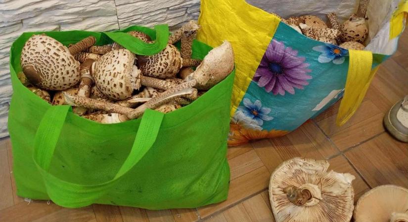 Őzlábgomba óriások lepték el a Bakonyt, íme 5 lelőhely, amit titkolnak a gombászok