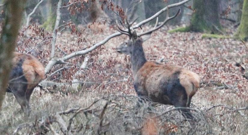 Megmentették a patakból, most háremet vezet Rudolf, a szívtipró szarvas
