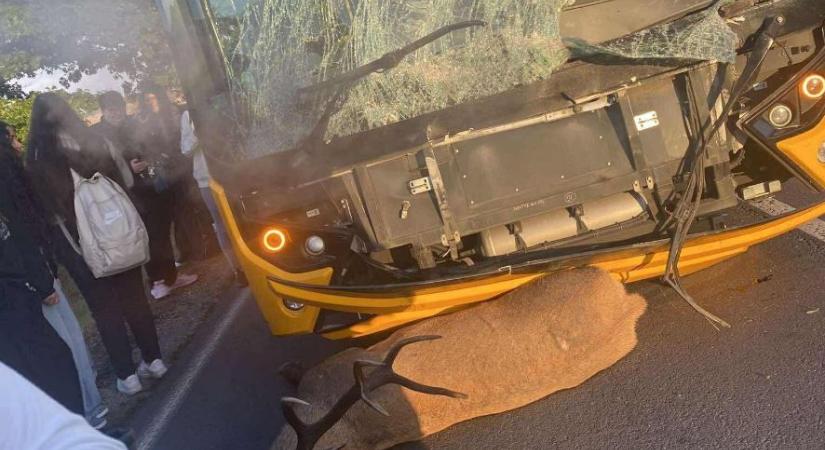 Busz elé ugrott egy szarvas a 26-oson