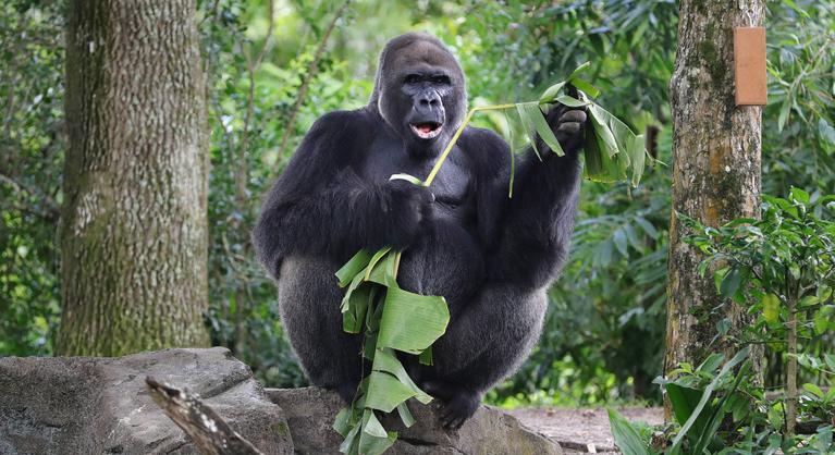 Gyászol a Disney állatkertje, meghalt a legidősebb gorillájuk