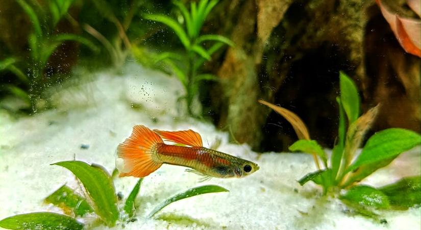 Narancssárga csábítók – mit árul el a guppik színe a szerelmi életükről?