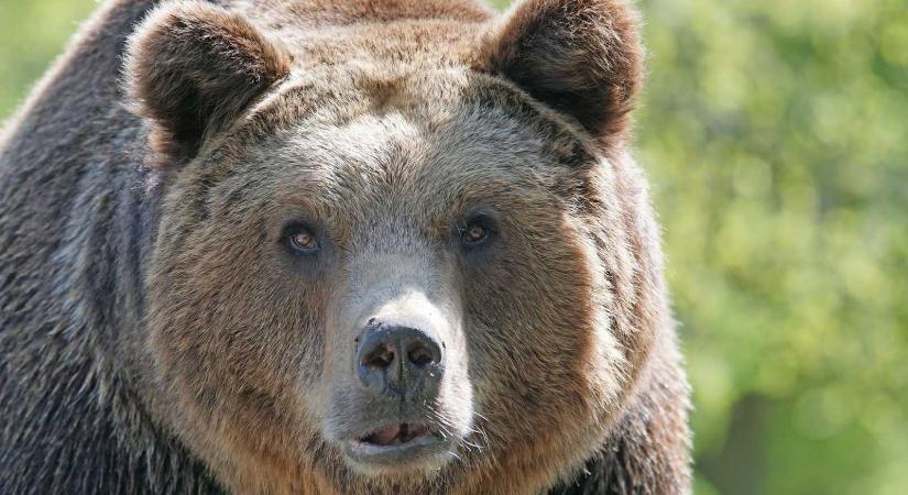 Kolcsár Károly: A medve élete nem lehet fontosabb az emberénél