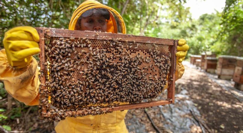 Méhekkel és mézekkel várják a látogatókat a szegedi füvészkertben