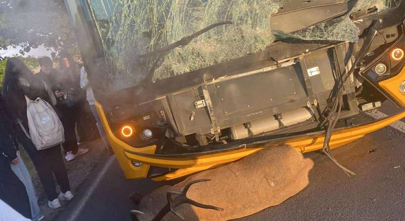 Volánbusz ütközött egy jókora szarvasbikával, fotókon a baleset