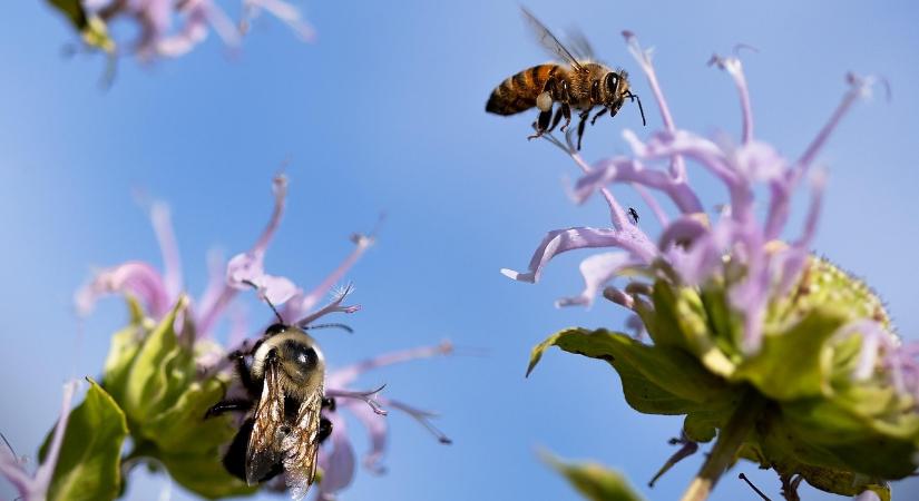A méhek napjára várják szombaton a látogatókat a szegedi füvészkertben