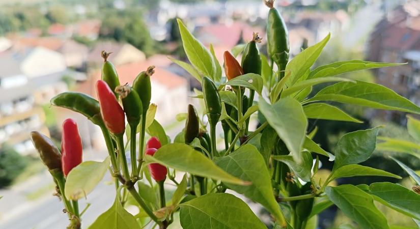 Jótékonyan hat a szívre, agyra, emésztésre – de van, amelyik harmadik találkozás az ördöggel