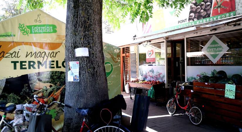 Ez a bűvös zöldség sokkal többre képes, mint gondolnád – és fillérekért a tiéd lehet – videóval