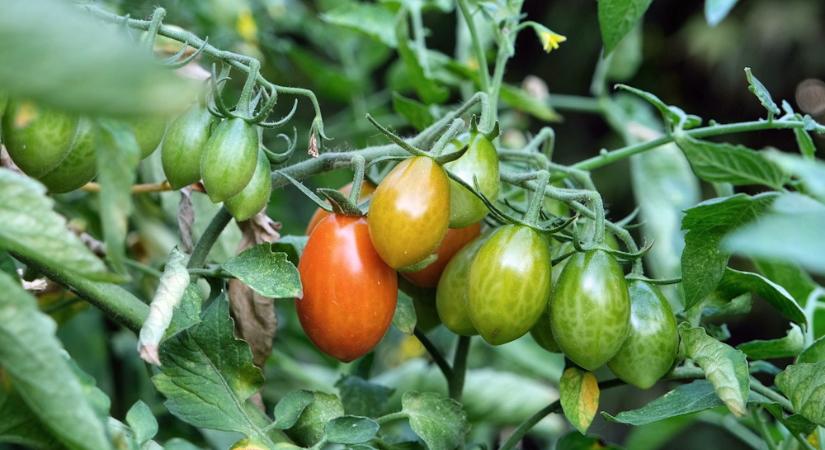 Meddig tartható a paradicsom? – Szabadföldi zöldből lesz-e még piros valaha?