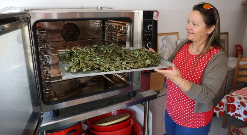 Gyilkosság a Pöttyös Kertben, ahol Nyitott Porta Programot hirdettek