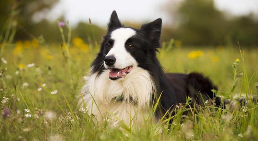 Orrpárbaj: miért verik kenterbe a border collie-k a vadászkutyákat szaglásban?
