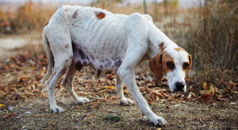 Kutyák százait kínozta a csöngei horrortelepen: most elítélték a brutális állattenyésztőt
