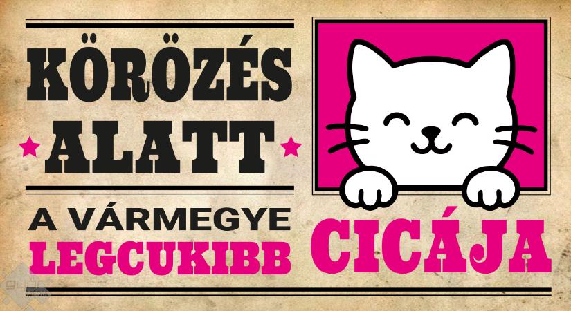 Keressük a vármegye legcukibb cicáját!