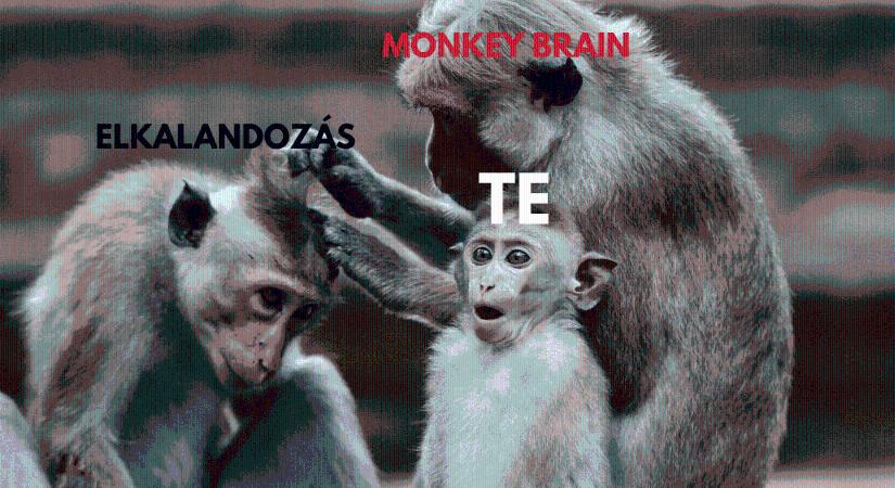 Amikor a majom vezeti a céget: a „monkey brain”-től a modern vezetésig
