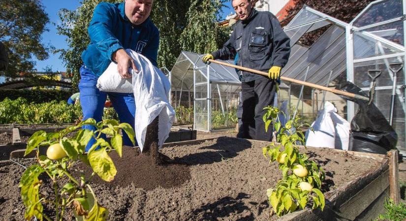 Kerttulajdonosok, figyelem! Ez a láthatatlan veszély pusztítja a növényeiteket