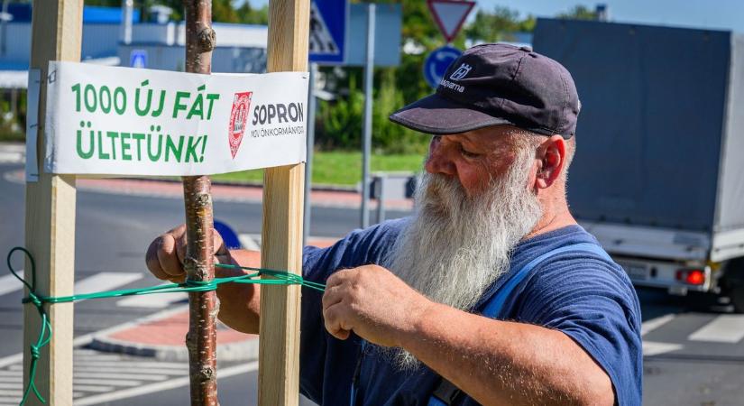 Faültetési program Sopronban: 27 új fával gazdagodott az Ágfalvi út