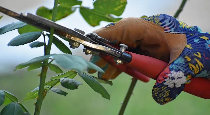 Az őszi metszés nem várhat ezeknél a növényeknél