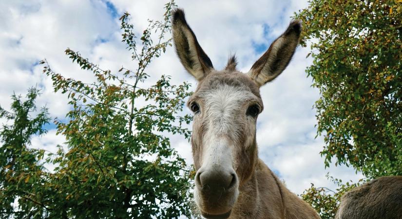Működik a kullancsok ellen a szamarak szuperképessége