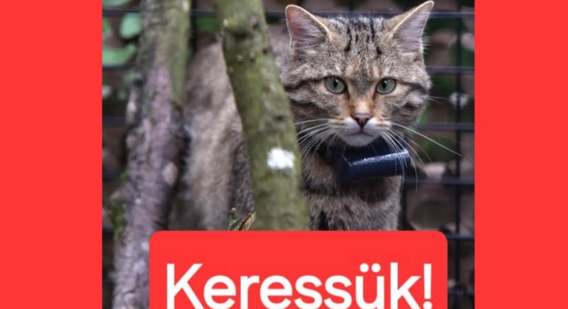Wanted: nyom nélkül eltűnt, égen-földön keresik a budakeszi vadmacskát