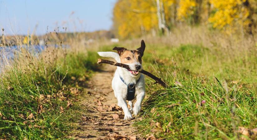 Nyár bekopogtatott a hétvégére