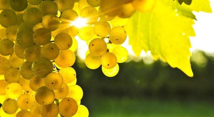 Tokaji aranytitok: hogyan lett a poloskapetéből világhírű borlegenda?