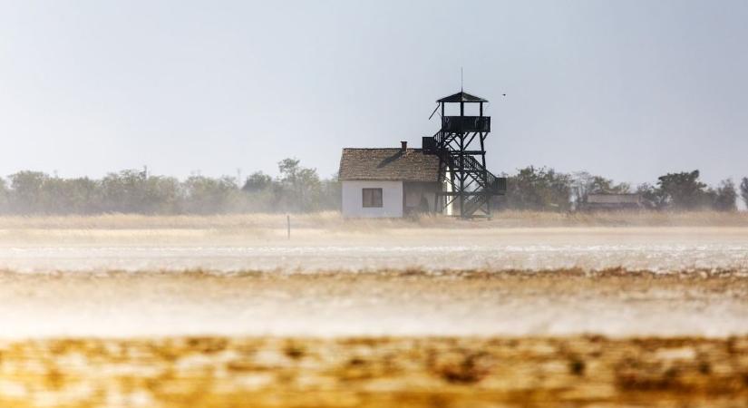 Nem kegyelmez a puszták ragadozója, rágcsálókra és kígyókra is lecsap