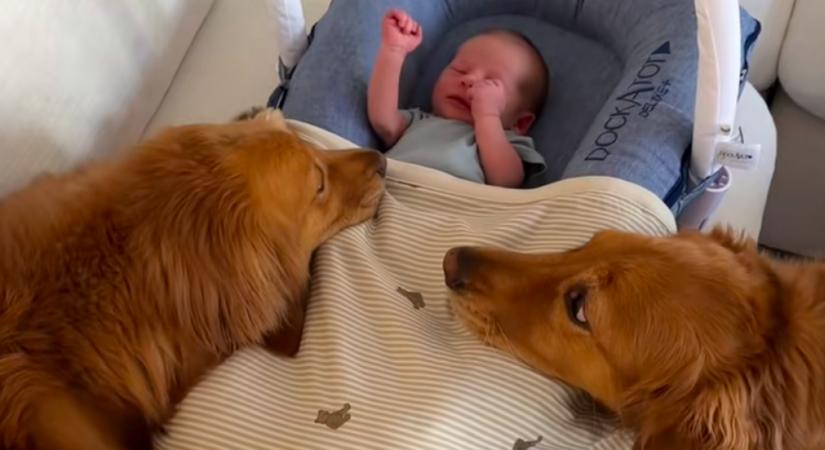 Először találkoznak a babával a golden retrieverek: a reakciójuk senkit nem hagy hidegen - Videó