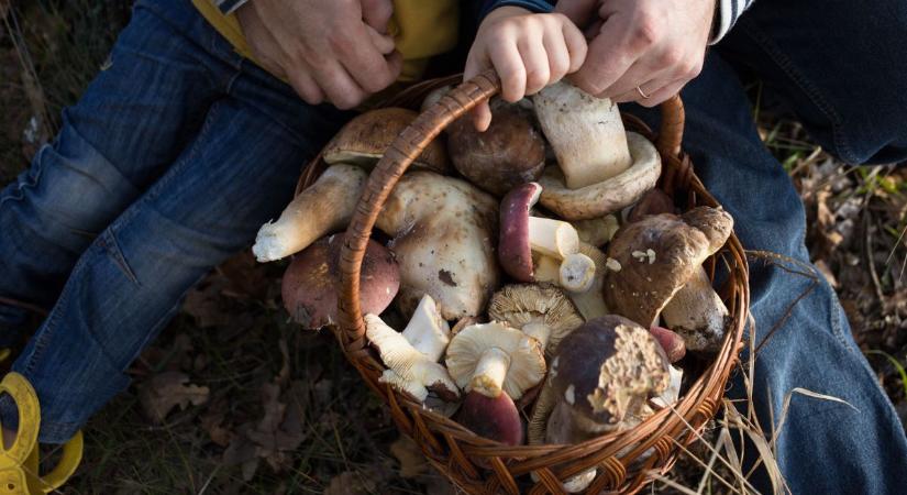 Ehető és mérgező gombapárok fotókon: ezekkel kell vigyázni az erdőben, kertben