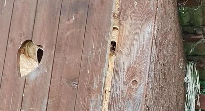 „Óriásira nőttek” – Horrortámadás a pottyantósból: lesből támadtak a darazsak a sztárirtóra – Rémisztő videó!