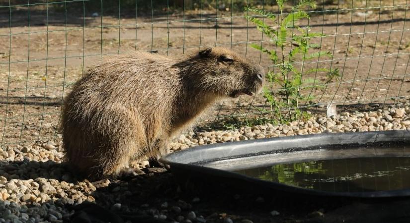 Cukiságok a Balatonnál: kapibara és lámaszerelem – kattints, ez garantáltan feldobja a napod!