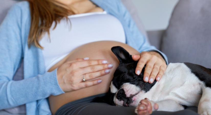 Elmondja a nő a kutyáknak, hogy babát vár: a reakciójukat látnod kell - Videó