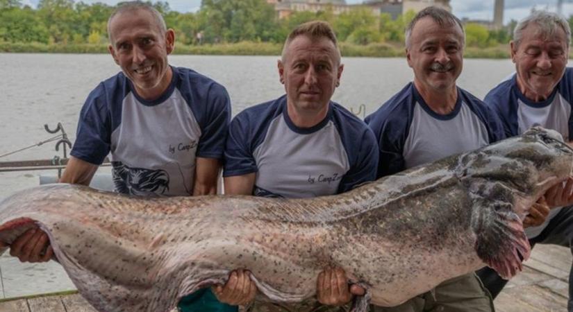 Videón a tatabányai harcsaszörny, amit látni kell, hogy elhidd
