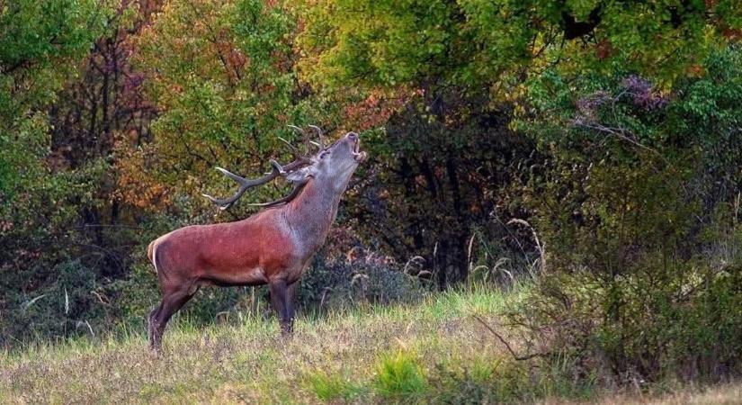 Elkezdődött a szarvasbőgés – Veszélyben az autósok, de még a túrázók is?
