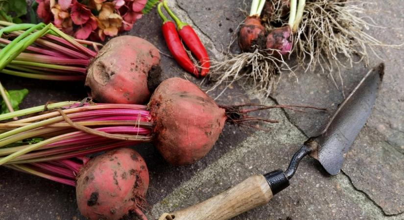 Őszi veteményezés titkai: mit érdemes most elültetni?
