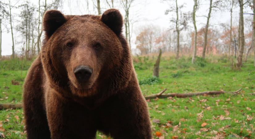 Egy medve kaparhatta a ház ajtaját Miskolcon