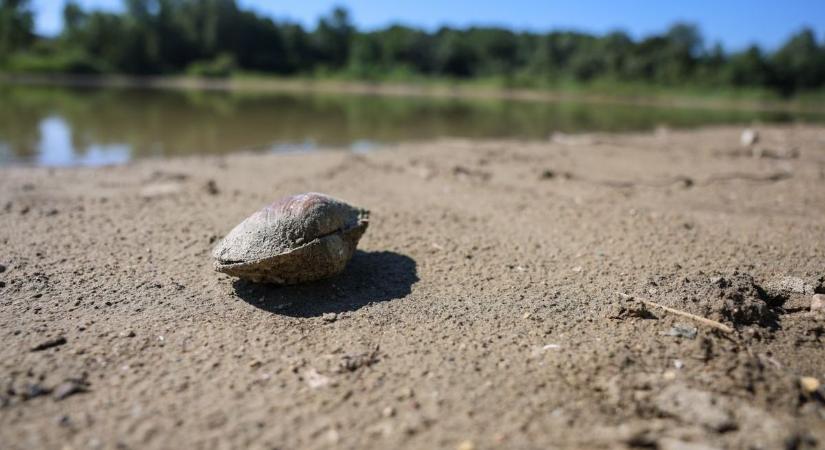 Haldokló halak a tatabányai tóban – videók az aszály pusztításáról