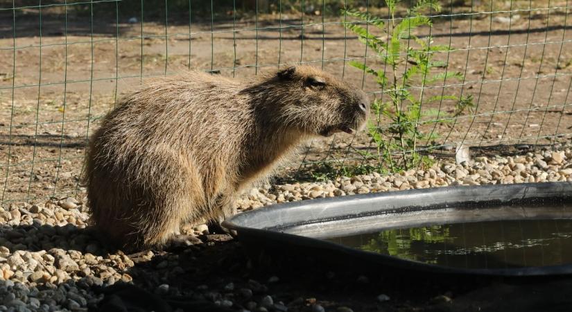 Cukiságok a Balatonnál: új lakók érkeztek a keszthelyi állatparkba (zaol.hu)