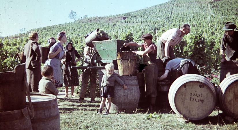 Mesés fotókon a régi idők szüretei: must, móka, mulatság és egy csipetnyi nosztalgia