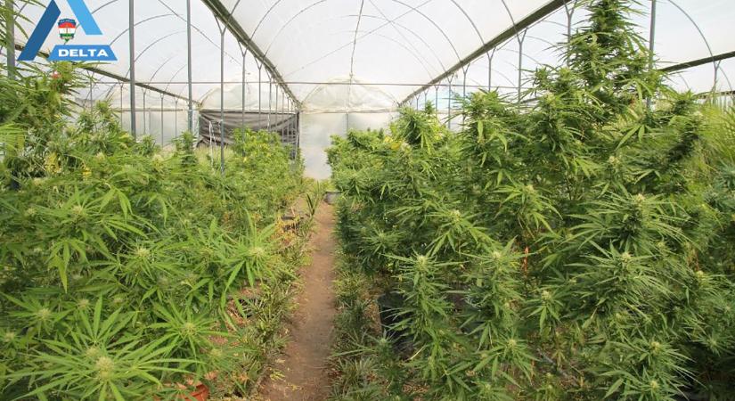Újabb drogfogás: 174 kiló marihuánát találtak egy békéscsabai tanyán