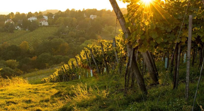 Őszi metszés: kulcsfontosságú lépés az egészségesebb és bőségesebb szőlőtermésért